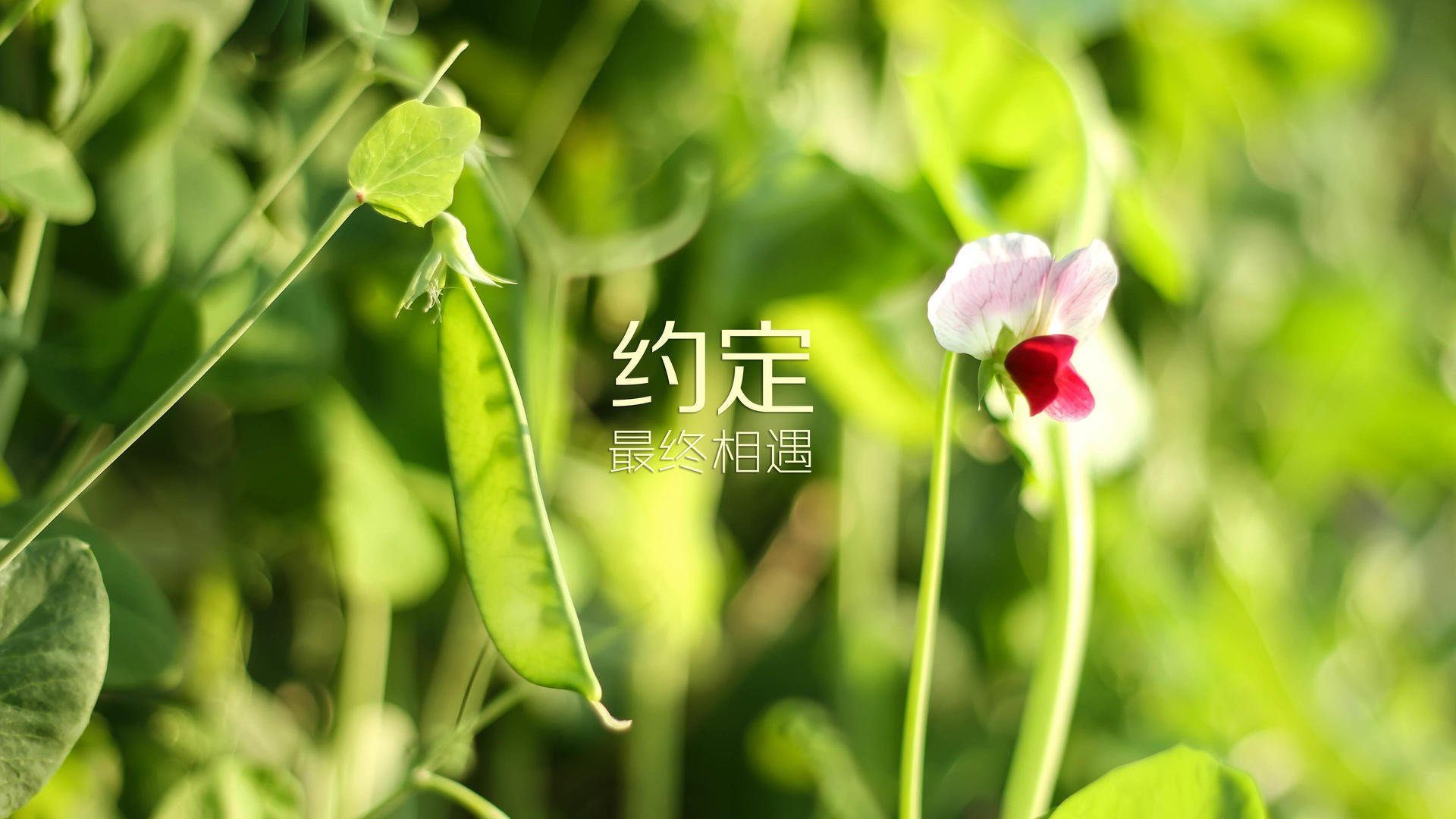 “广州队青训营吸引全国青少年足球爱好者”，广州足球青训中心