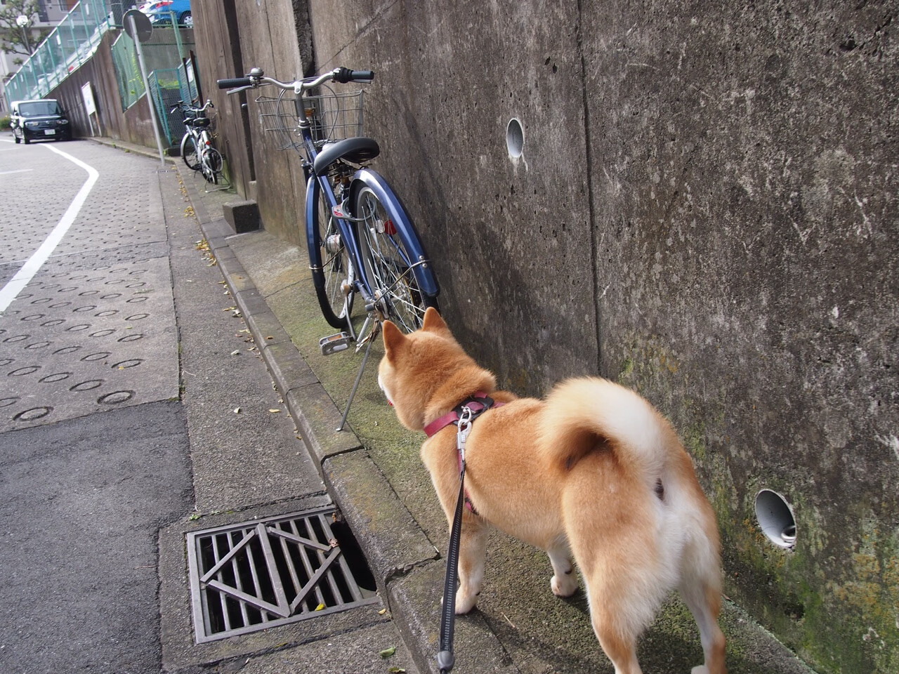 “青春追梦”青少年篮球公益公益跑在上海盛大举行,激励青春奋力拼搏
