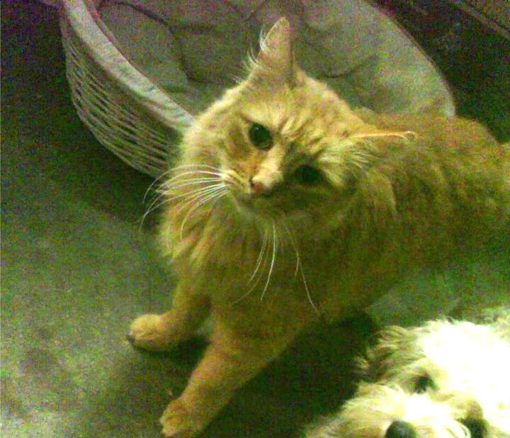 全场高尔夫比洞赛策略差异详解，高尔夫比洞赛规则