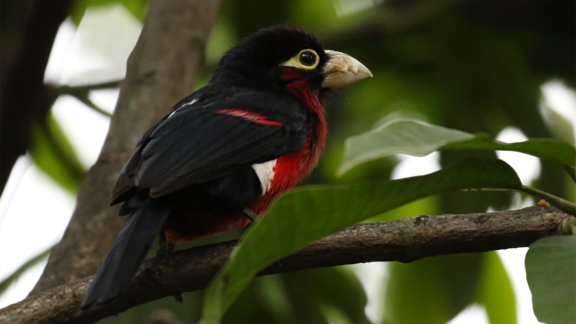 国家队篮球体能恢复方案，篮球运动员如何恢复体能