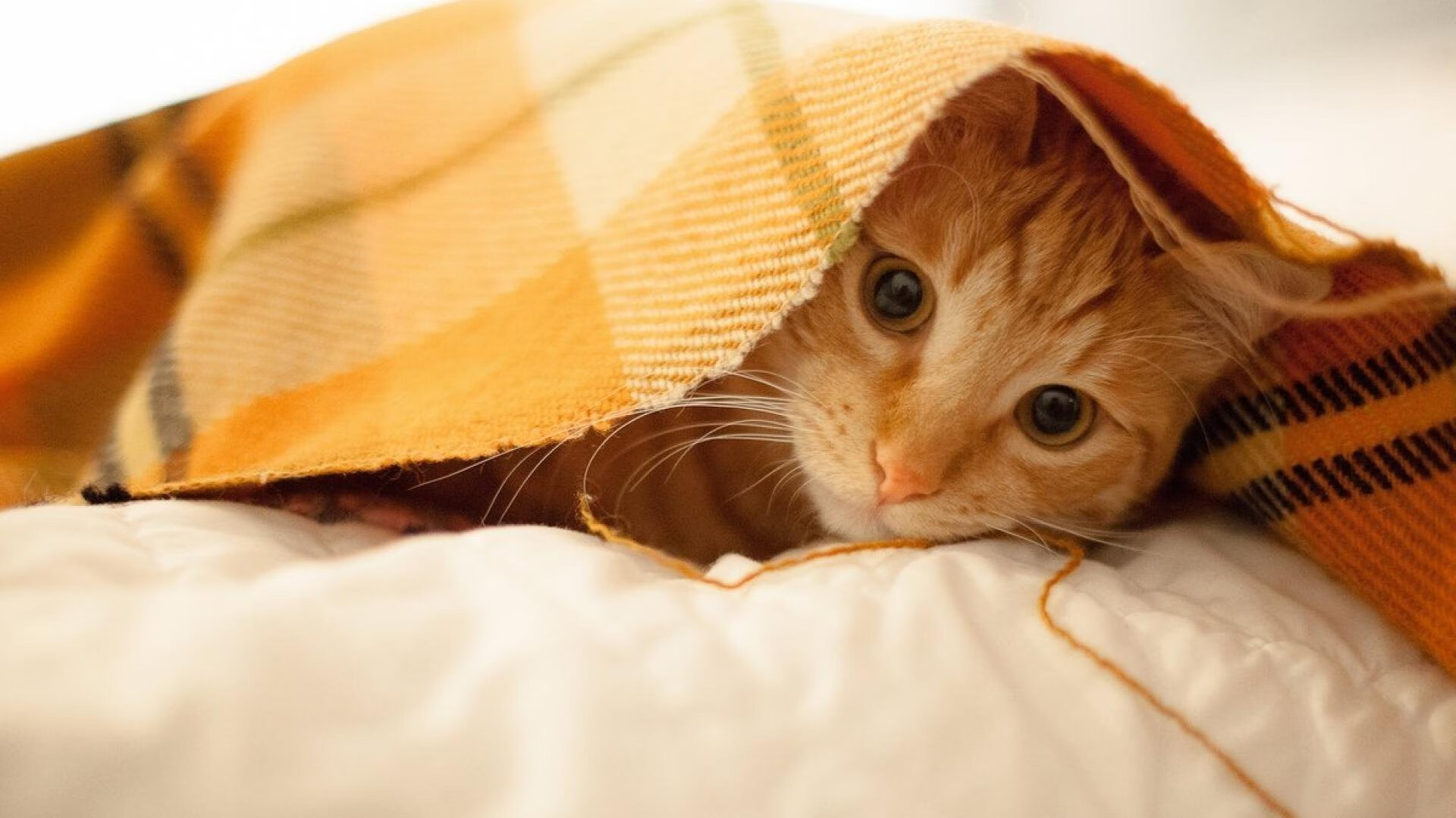 拜仁坐镇主场击败对手，实力仍不可小觑，拜仁足球队主场