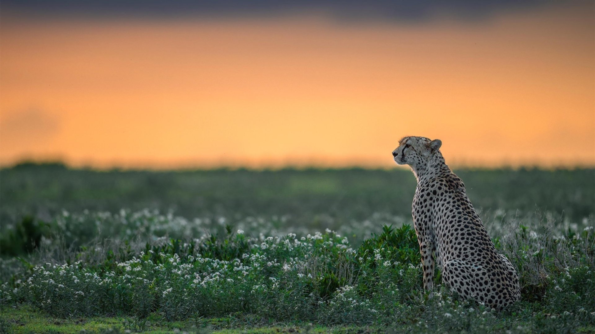 阿森纳新援马丁艾利弧线球破门，帮球队反超比分，阿森纳替补门将马丁内斯