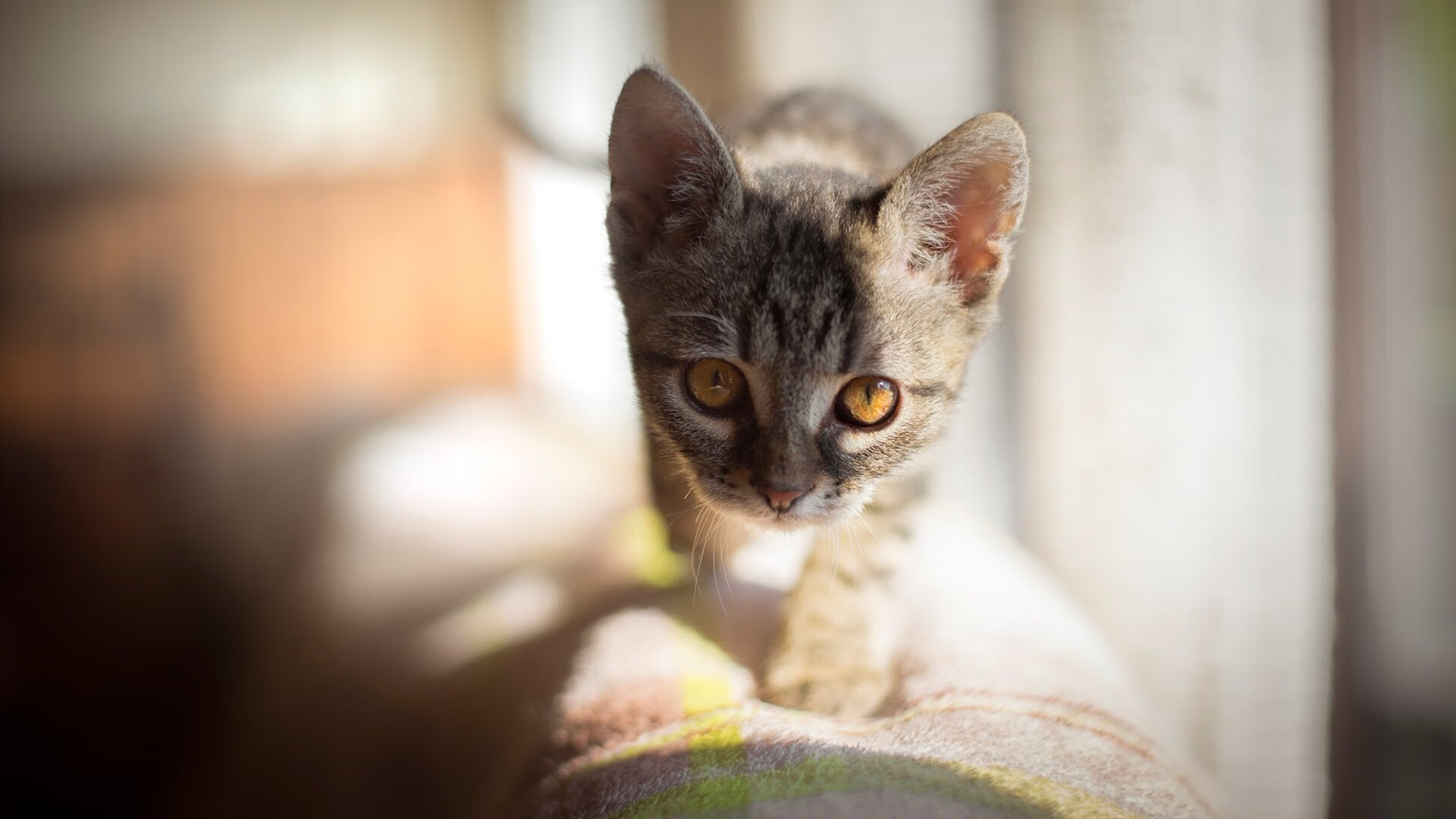 AYX GAMING-德国队在2024年混合团体世界杯赛场上展示实力，德国队2022年世界杯