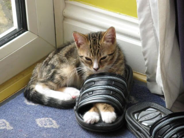 抢断高手制造失误次数最多的球员，抢断高手制造失误次数最多的球员是谁