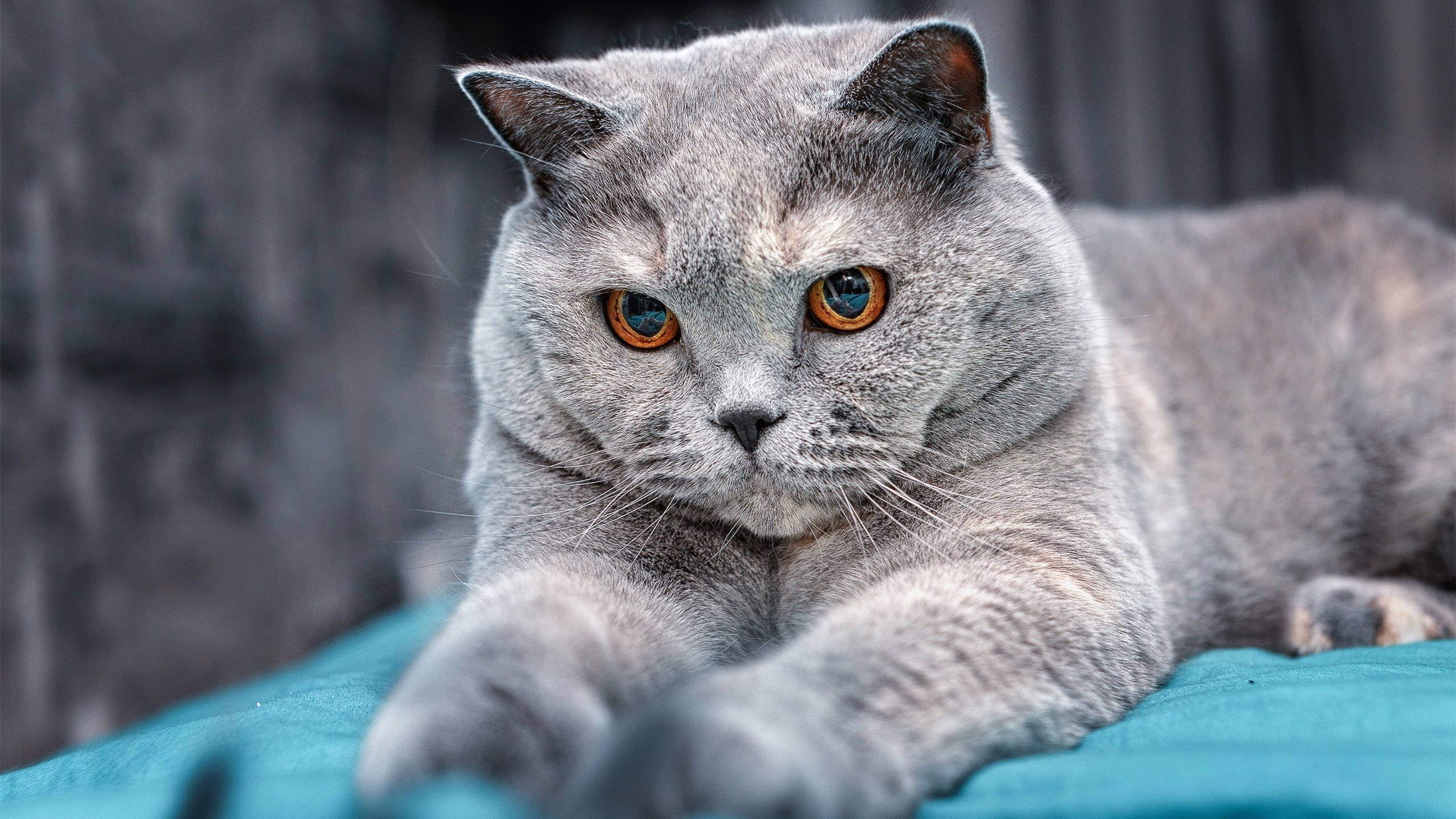 运动员健康数据管理系统上线试运行，运动员综合管理系统