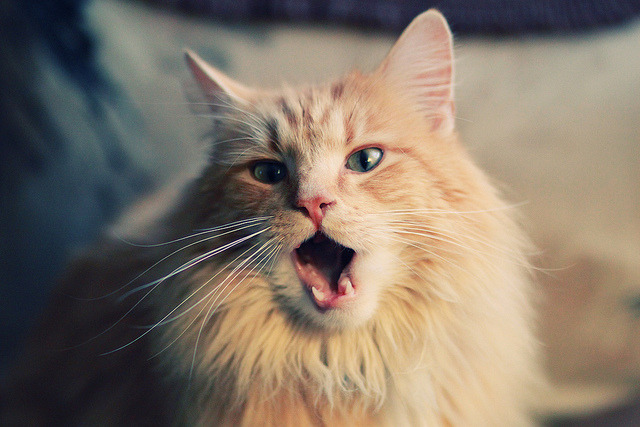 AYX GAMING-弗朗索瓦·霍尔茨豪伊泽：出色的视野和精准的传球是南非队进攻的保证