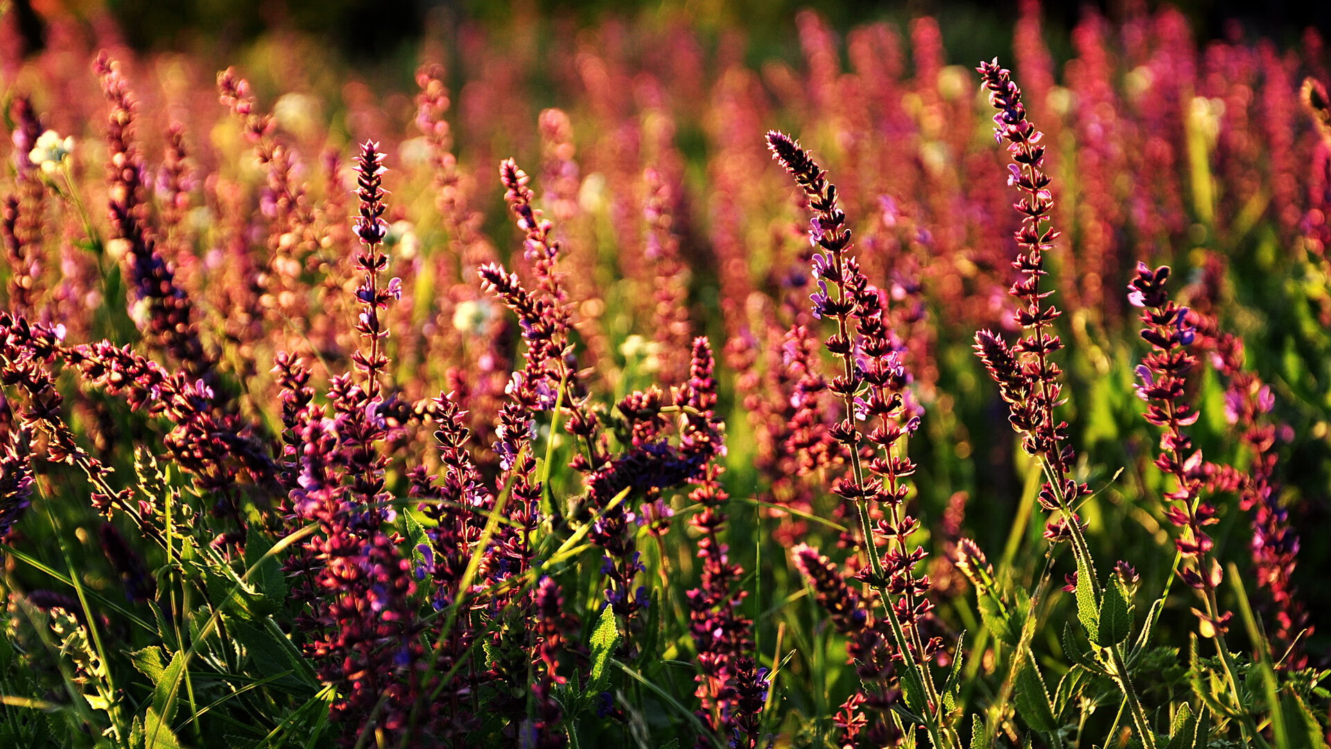 德甲策略精妙：变化多端，精彩纷呈！，德甲形势分析