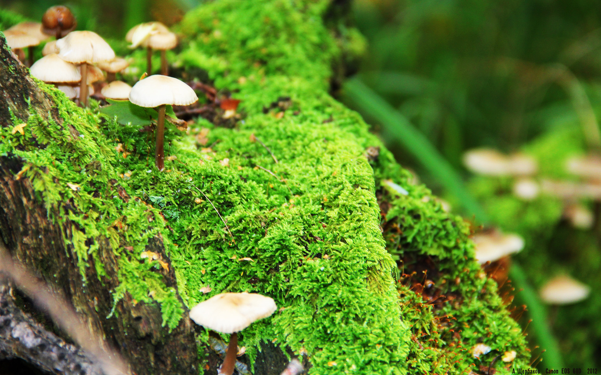 法甲巅峰之战:激烈攻防层层递进,法甲对抗强度