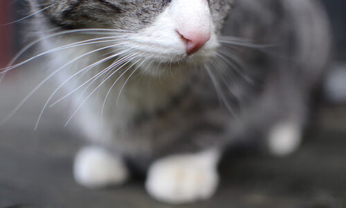 爱游戏体育平台-足球专项高考报名人数逐年增加显示青少年兴趣高涨，足球高考专项考什么