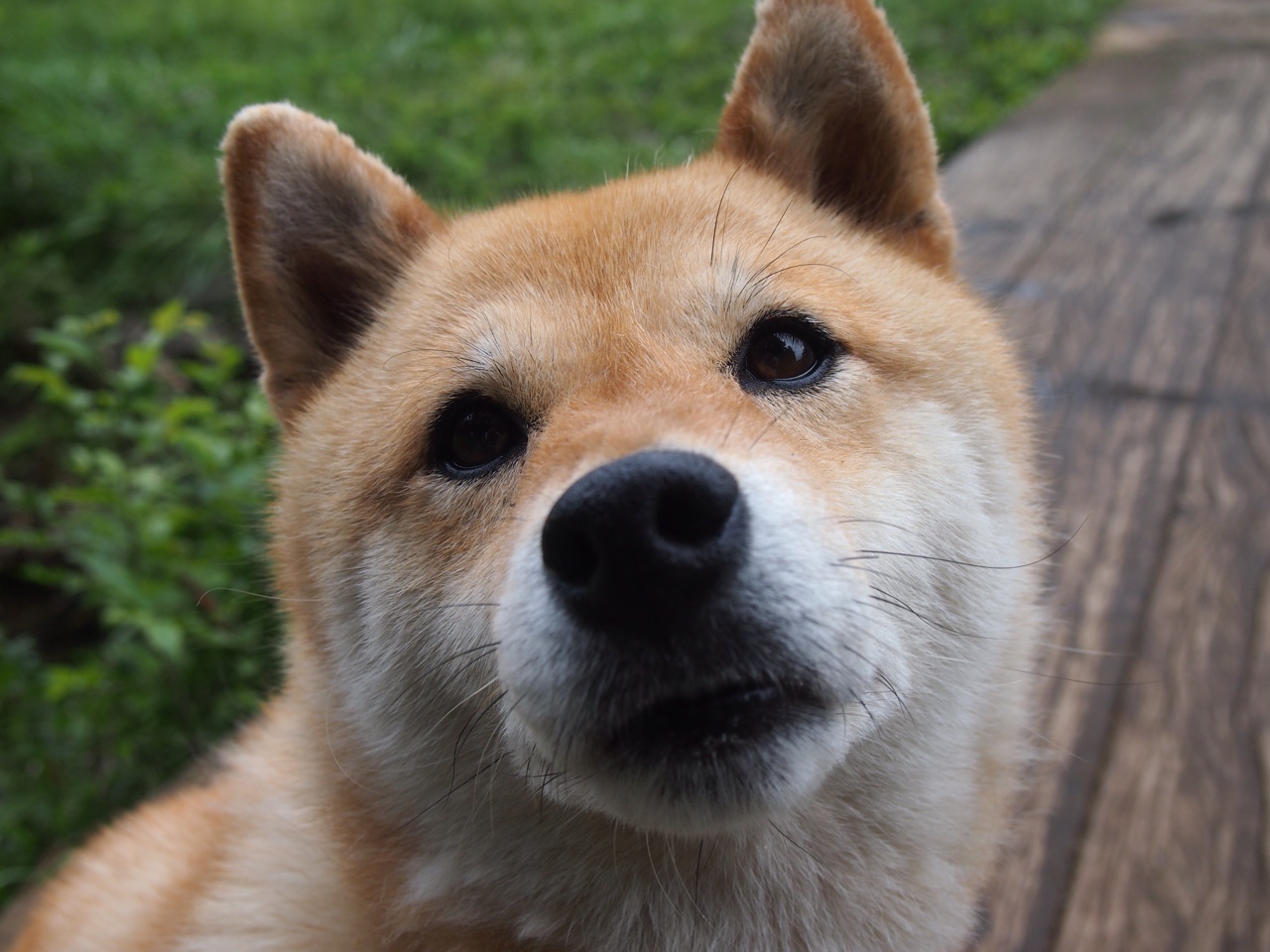 跳水动作难度升级荷兰挑战成功，跳水 execution